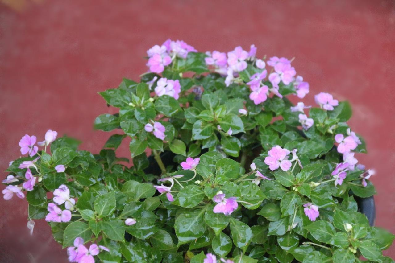 Apple Sara Home Stay Kandy Exterior photo