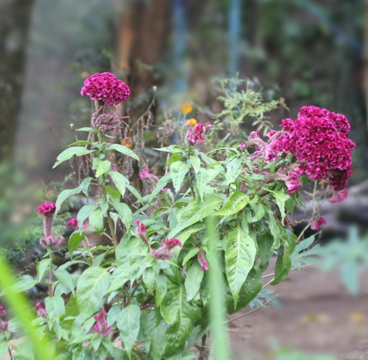 Apple Sara Home Stay Kandy Exterior photo